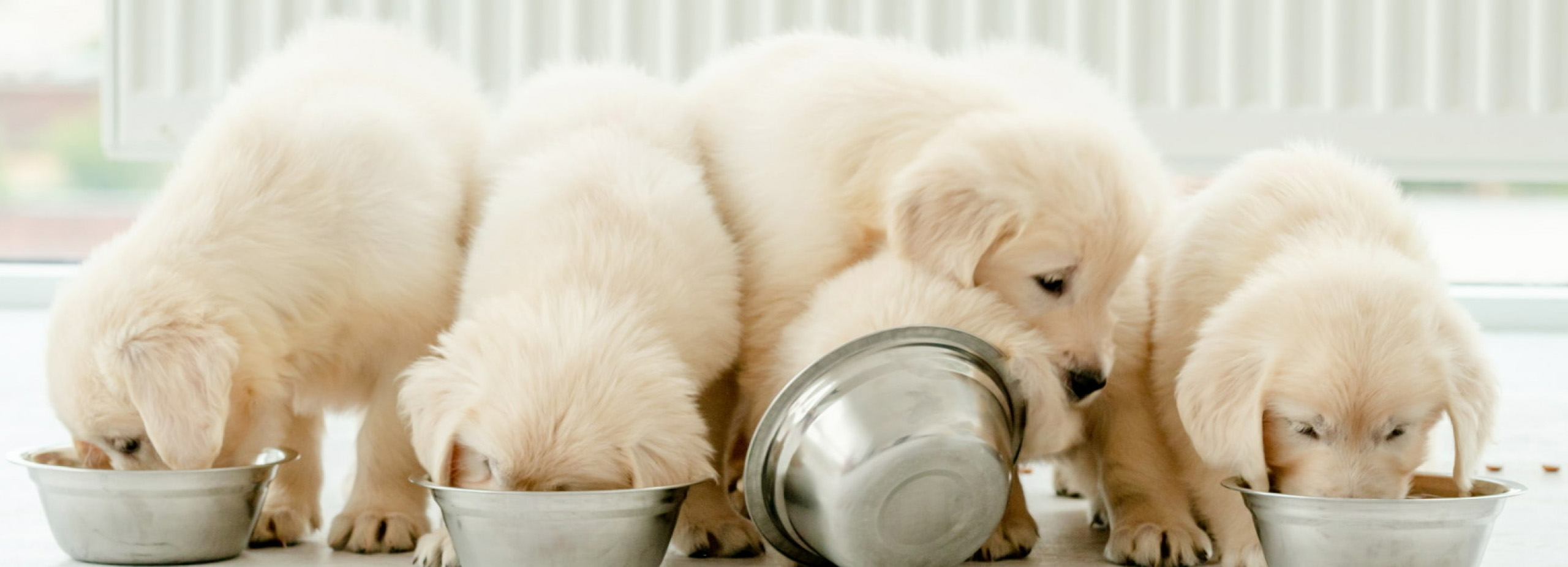 Honden Benodigdheden Verkoop -Honden Benodigdheden Verkoop 1