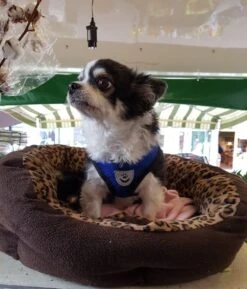 Luxyana® Hondentuigje - S - 28-32cm - Geschikt Voor Kleine Honden En Als Kattenharnas - Easy Step-in Hondentuigje Voor De Kleine Hond Of Kat - Inclusief Bijpassend Riempje - Zwart -Honden Benodigdheden Verkoop 1026x1200 4