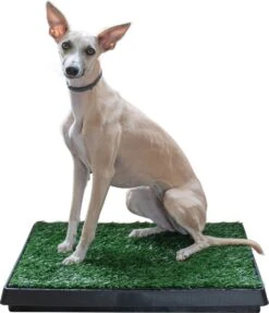 Adori Trainingsmat Gras - Hondentoilet - 50x63 Cm Multi-Color -Honden Benodigdheden Verkoop 1034x1200 2