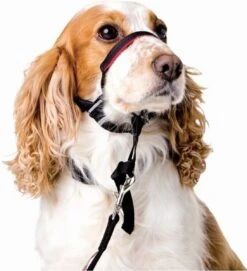 Halti OptiFit Headcollar - Hond - Anti Trekhalsband - Maat M - Voor Labrador, Boxer, Dobermann, Golden Retriever -Honden Benodigdheden Verkoop 1092x1200 2