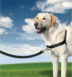 PetSafe Easy Walk® - Hondentuigje - Zwart - L - 66-91 Cm -Honden Benodigdheden Verkoop 1123x1200 1