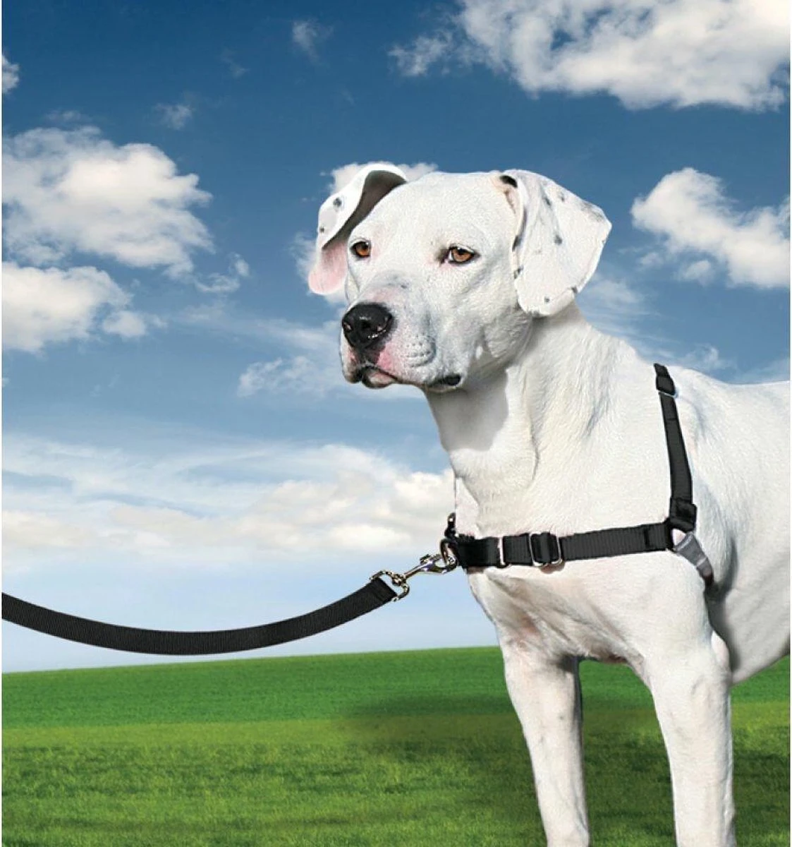 PetSafe Easy Walk® - Hondentuigje - Zwart - M - 51-71 Cm 13 PetSafe Easy Walk® - Hondentuigje - Zwart - M - 51-71 Cm - Afbeelding 11