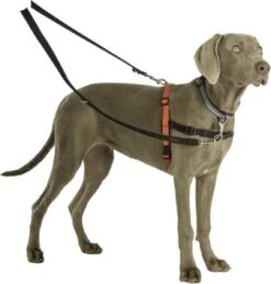 Company Of Animals Halti Trainingslijn - Large - 2 Meter - Verstelbaar - Zwart -Honden Benodigdheden Verkoop 1145x1200 3