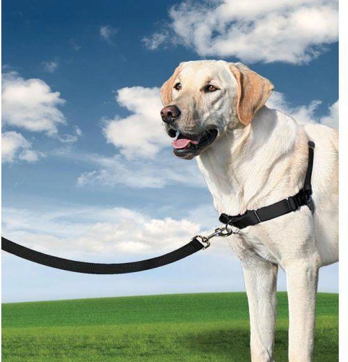 PetSafe Easy Walk® - Hondentuigje - Zwart - M - 51-71 Cm 12 PetSafe Easy Walk® - Hondentuigje - Zwart - M - 51-71 Cm - Afbeelding 10