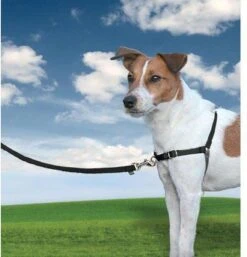 PetSafe Easy Walk® - Hondentuigje - Zwart - L - 66-91 Cm -Honden Benodigdheden Verkoop 1152x1200 7