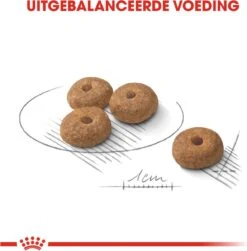 Royal Canin Ccn Sterilised Mini - Hondenvoer - 3 Kg -Honden Benodigdheden Verkoop 1183x1200