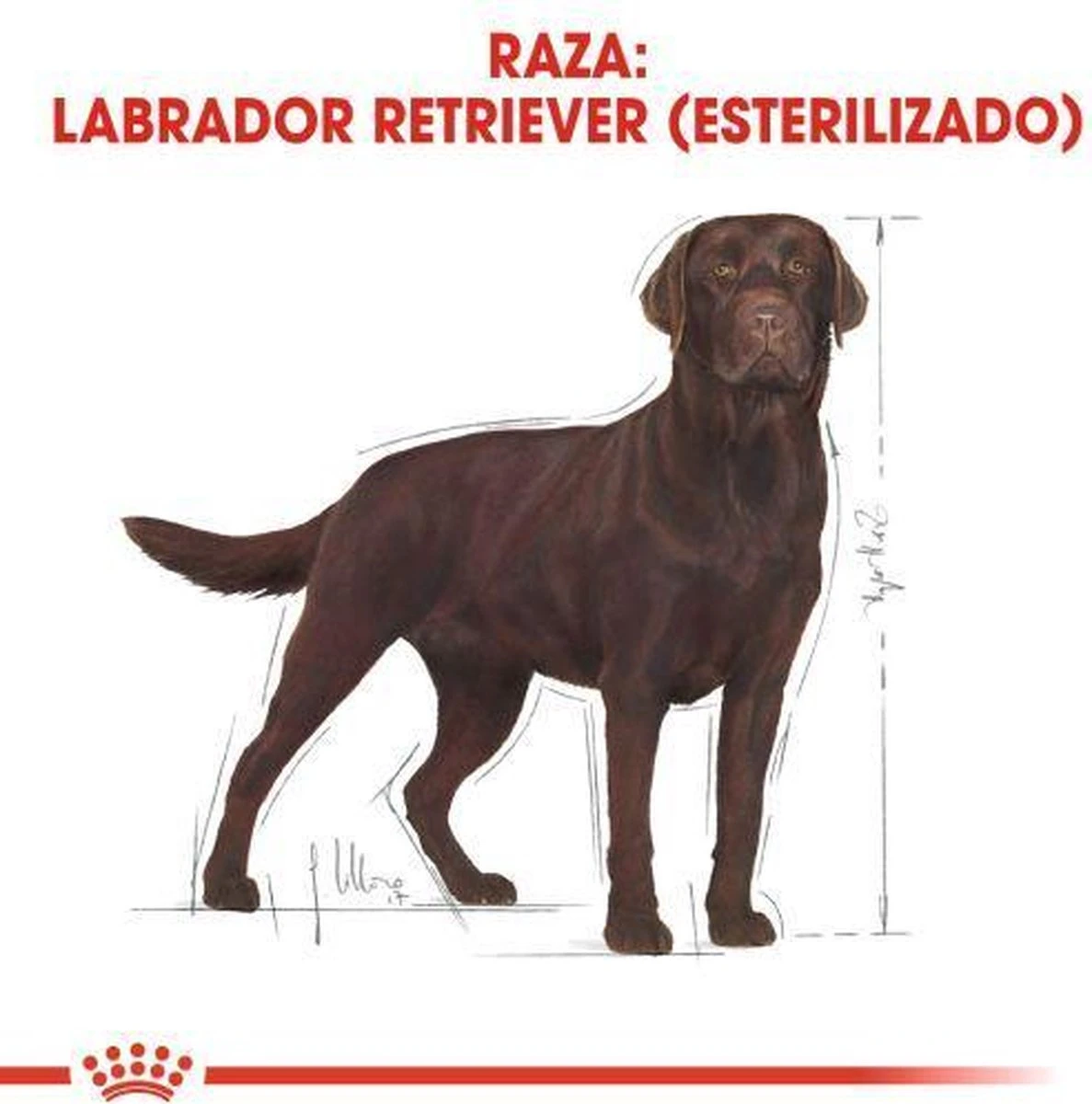 Royal Canin Labrador Retriever Sterilised 12 KG 10 Royal Canin Labrador Retriever Sterilised 12 KG - Afbeelding 8