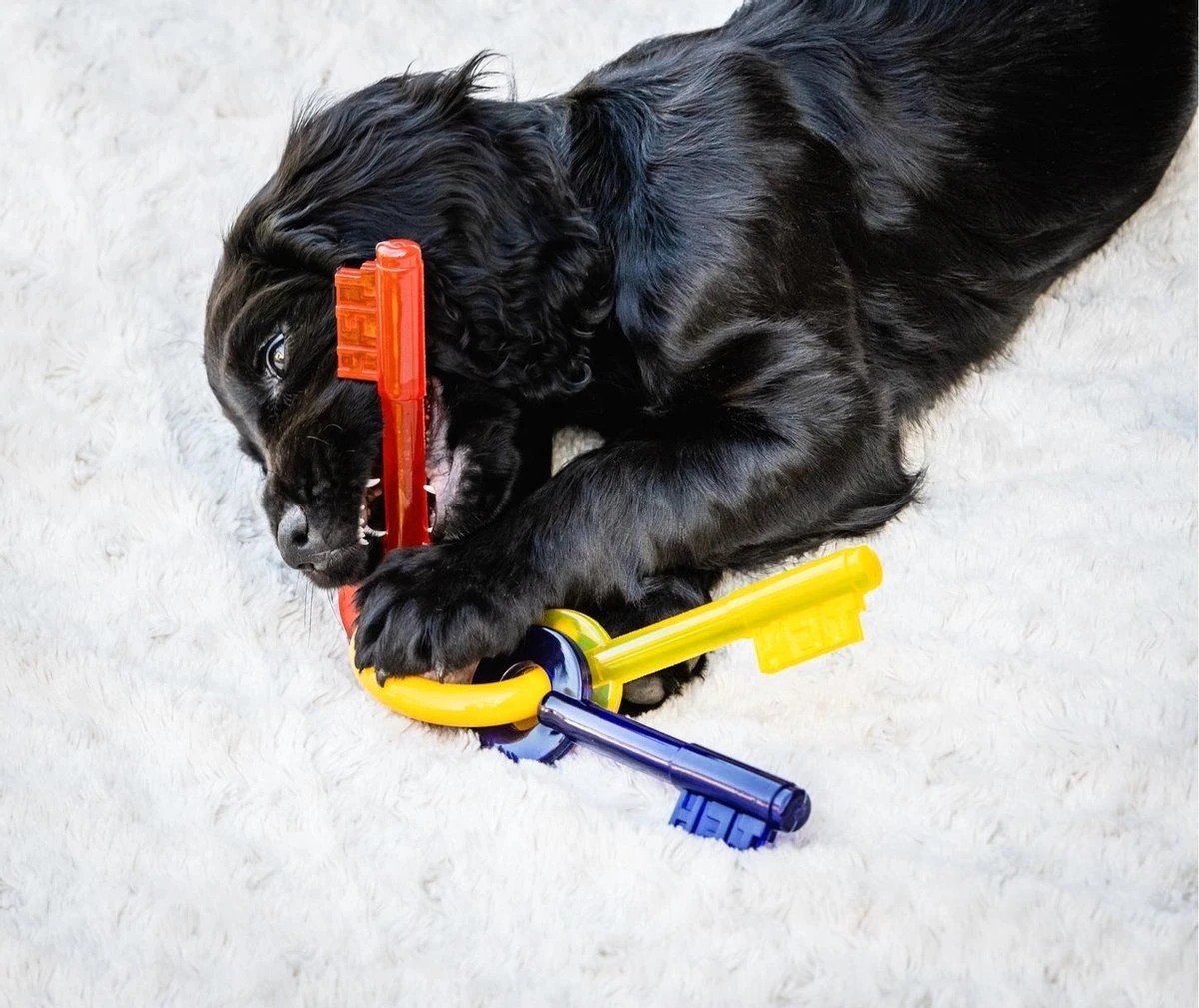 Nylabone Puppy Teething Key Flexible Geel&Blauw&Rood - Hondenspeelgoed - Wolf Tot 16kg 8 Nylabone Puppy Teething Key Flexible Geel&Blauw&Rood - Hondenspeelgoed - Wolf Tot 16kg - Afbeelding 6
