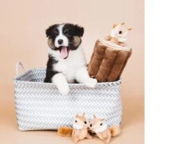 Zippy Paws - Petshop By Fringe Studio- Intelligentie Spel - Speelgoed Hond - Honden - Puzzel - Eekhoorn 9 Zippy Paws - Petshop By Fringe Studio- Intelligentie Spel - Speelgoed Hond - Honden - Puzzel - Eekhoorn -Honden Benodigdheden Verkoop 1200x1014 5