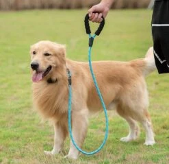 Comfortabele Hondenriem Met Gevoerd Handvat – Stevige Nylon Hondenlijn – Riem Voor Honden -Honden Benodigdheden Verkoop 1200x1159 35