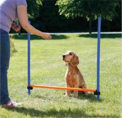 Trixie Dog Activity Agility Horde - Blauw/Oranje - 123 X 115 X 3 Cm 12 Trixie Dog Activity Agility Horde - Blauw/Oranje - 123 X 115 X 3 Cm -Honden Benodigdheden Verkoop 1200x1163 17