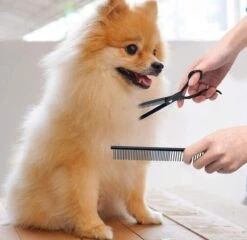 Petsify - Professionele 8-delige Huisdier Knipset - Effileerschaar Hond - Kam Hond - Schaar Hond - Katten Kam - Hondenschaar - Trimschaar Voor Honden - Kapperset - Zwart 11 Petsify - Professionele 8-delige Huisdier Knipset - Effileerschaar Hond - Kam Hond - Schaar Hond - Katten Kam - Hondenschaar - Trimschaar Voor Honden - Kapperset - Zwart -Honden Benodigdheden Verkoop 1200x1166 4