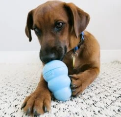 Kong Puppy - Kauwbot Hondenspeelgoed Small - Kauwbot - 85mm X 42mm - Groen/Wit -Honden Benodigdheden Verkoop 1200x1167 44