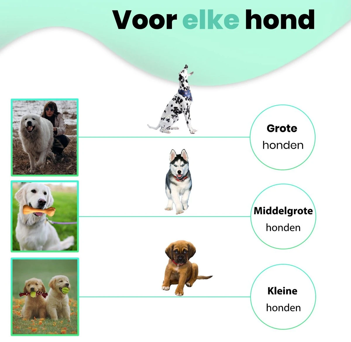 Petloverz – Honden Speelgoed Set – Honden Speeltjes – Knuffel - Speelgoed – Intelligentie – 15 Speeltjes 4 Petloverz – Honden Speelgoed Set – Honden Speeltjes – Knuffel - Speelgoed – Intelligentie – 15 Speeltjes - Afbeelding 2