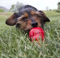 Kong Kauwbot - Hondenspeelgoed - Rood - L -Honden Benodigdheden Verkoop 1200x1171 13