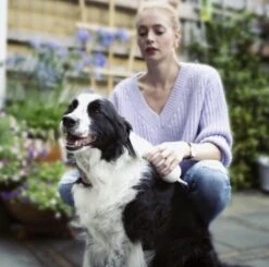 Merkloos HondenFöhn En Borstel - RVS Borstel - Huisdieren - 2 In 1 Hondenföhn -Honden Benodigdheden Verkoop 1200x1190 9