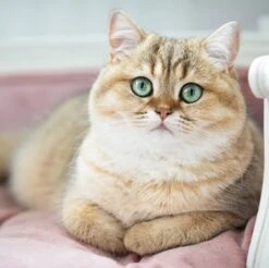 Lord Lou - George Blauw Velvet S - Luxe Hondenmand - Luxe Kattenmand - 49x40x31 -Honden Benodigdheden Verkoop 1200x1197 21