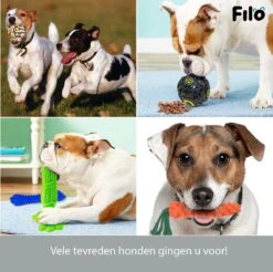 Filo Honden Speelgoed Set 14 Stuks - Hondenspeeltjes Knuffel - Hondenbal - Flostouw - Bot - Frisbee - Hondentouw - Hondenspeelgoed Intelligentie - Kauwspeelgoed Hond En Puppy - Bijtspeelgoed Hondenknuffel - Hondenspeeltje Met Piep 16 Filo Honden Speelgoed Set 14 Stuks - Hondenspeeltjes Knuffel - Hondenbal - Flostouw - Bot - Frisbee - Hondentouw - Hondenspeelgoed Intelligentie - Kauwspeelgoed Hond En Puppy - Bijtspeelgoed Hondenknuffel - Hondenspeeltje Met Piep -Honden Benodigdheden Verkoop 1200x1197 27