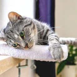 Pfotenolymp® Premium Window Baars/Krabmat Voor Katten Bij Het Raam - Vensterbank/Kattenbank Voor De Vensterbank - Zit/Ligstoel Voor Katten -Honden Benodigdheden Verkoop 1200x1199 29