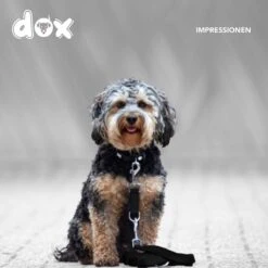 DDOXX Hondenriem Air Mesh, 3-voudig Verstelbaar, 2m | Voor Kleine & Grote Honden | Dubbele Riem Twee Honden Kat Puppy | Tug Leash Large | Lead Leash Small | Walking Leash Puppy Leash | Zwart, M 13 DDOXX Hondenriem Air Mesh, 3-voudig Verstelbaar, 2m | Voor Kleine & Grote Honden | Dubbele Riem Twee Honden Kat Puppy | Tug Leash Large | Lead Leash Small | Walking Leash Puppy Leash | Zwart, M -Honden Benodigdheden Verkoop 1200x1200 1345