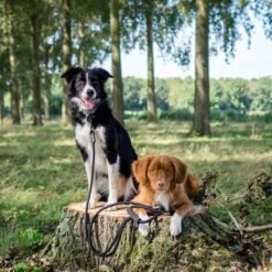 Rebel Petz - Dubbele Verstelbare Hondenriem Voor Twee Honden - Met Draaibare Sluiting En Zacht Handvat - Small En Large - Large (140 Cm Lang, Ø 12 Mm) -Honden Benodigdheden Verkoop 1200x1200 1352