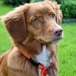 Rebel Petz - Honden Trainingslijn Met Halsband - Taupe, Zwart, Groen & Oranje - Maat Small Of Large - Kleur: Taupe, Maat: Large -Honden Benodigdheden Verkoop 1200x1200 1370