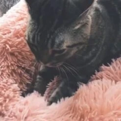 Snoozle Donut Hondenmand - Zacht En Luxe Hondenkussen - Wasbaar - Fluffy - Hondenmanden - 70cm - Grijs 23 Snoozle Donut Hondenmand - Zacht En Luxe Hondenkussen - Wasbaar - Fluffy - Hondenmanden - 70cm - Grijs -Honden Benodigdheden Verkoop 1200x1200 1446