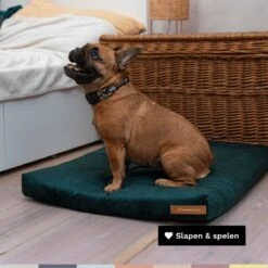 Rexproduct Hondenkussen - Hondenmand - Hondenbed Met Rits En Wasbaar - Manden & Kussens 90 X 110 CM - 0 Tot 80 Kg - SoftPet Groen -Honden Benodigdheden Verkoop 1200x1200 1717