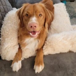 Origineel Hondendeken Voor Bank M – Hondenkleed Fluffy – Pluche Hondenbed - Hondenmand Premium - Volledig Afritsbaar - Beige -Honden Benodigdheden Verkoop 1200x1200 1850