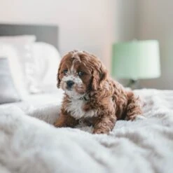 Fluffy Blanket - Pluche Hondendeken - 120 X 100 CM - Grijs - Voor De Auto Of Bank - Fleece -Honden Benodigdheden Verkoop 1200x1200 1934