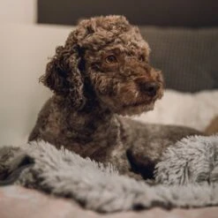 Fluffy Blanket - Pluche Hondendeken - 120 X 100 CM - Grijs - Voor De Auto Of Bank - Fleece -Honden Benodigdheden Verkoop 1200x1200 1935