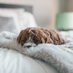 Fluffy Blanket - Pluche Hondendeken - 120 X 100 CM - Grijs - Voor De Auto Of Bank - Fleece -Honden Benodigdheden Verkoop 1200x1200 1936