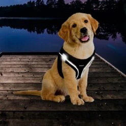 Topmast Airmesh Hondentuig - Click & Go - Turquoise - 3XS - Reflecterend - Harnas Hond - Hondentuigje - Hondenharnas - Voor Puppy, Kleine, Medium En Grote Hond -Honden Benodigdheden Verkoop 1200x1200 2000