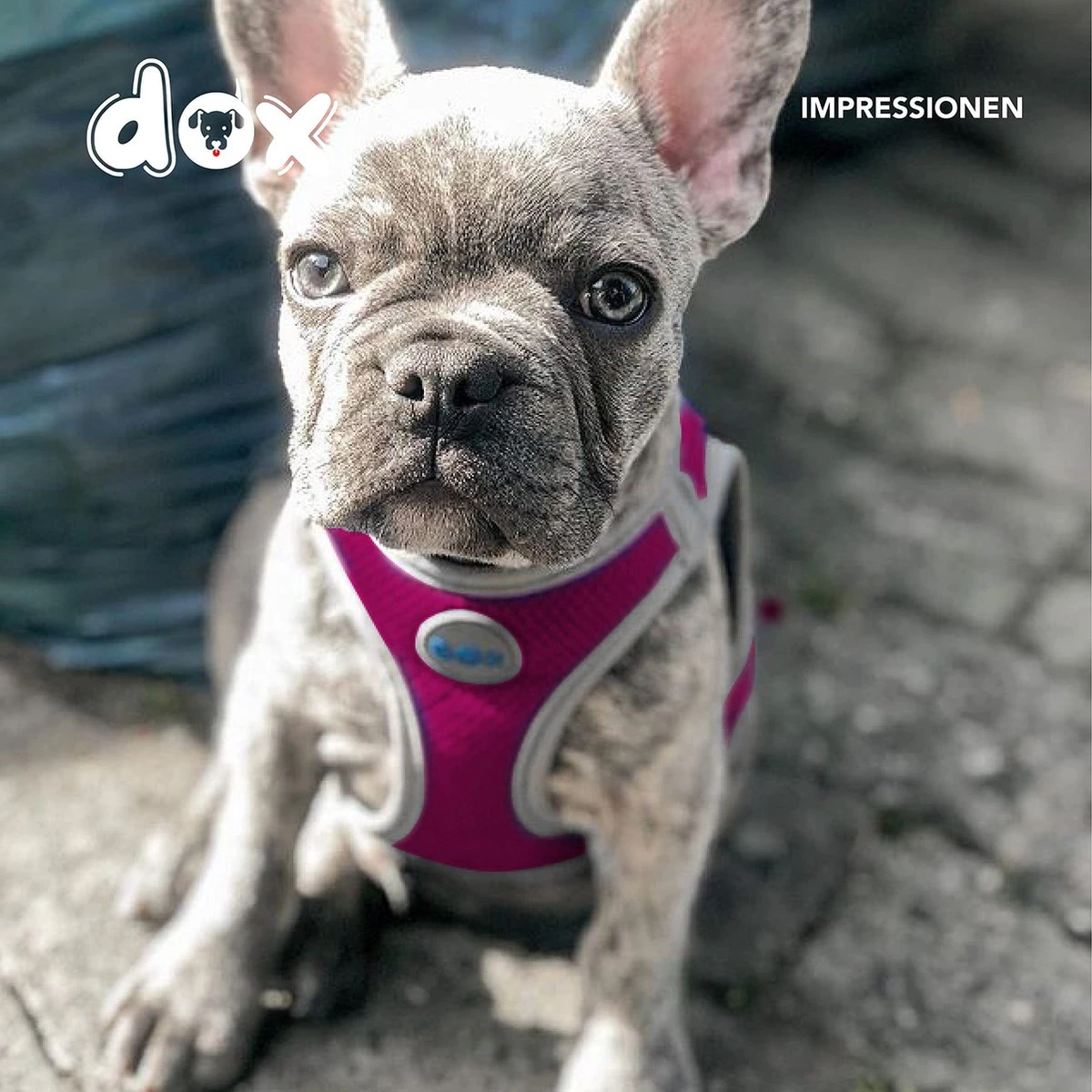 DDOXX Hondenharnas, Reflecterend, Verstelbaar, Breakaway | Borstharnas Voor Klein, Middelgroot | Hondenharnas Hond Kat Puppy Auto | Kattenharnas Puppy Harnas | Roze Roze, S 10 DDOXX Hondenharnas, Reflecterend, Verstelbaar, Breakaway | Borstharnas Voor Klein, Middelgroot | Hondenharnas Hond Kat Puppy Auto | Kattenharnas Puppy Harnas | Roze Roze, S - Afbeelding 8