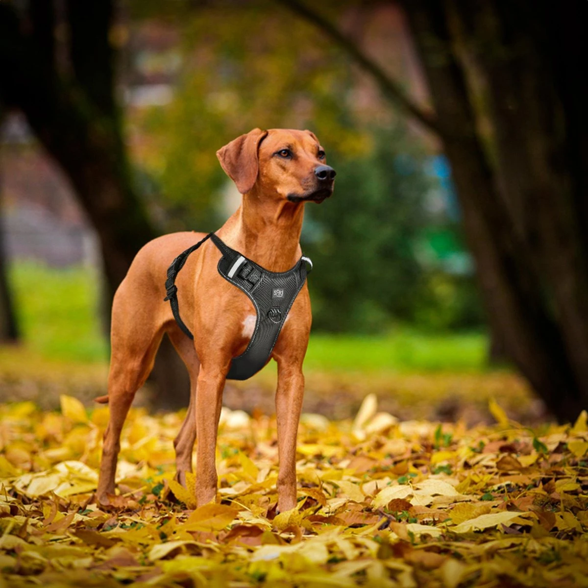 Hondentuigje - Anti-Trek Tuig - Hondenharnas - Y Tuig Hond - Reflecterend - Zwart - Maat M 9 Hondentuigje - Anti-Trek Tuig - Hondenharnas - Y Tuig Hond - Reflecterend - Zwart - Maat M - Afbeelding 7
