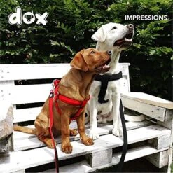 DDOXX Hondenharnas Nylon, Step-In, Verstelbaar, Uitbraakbestendig | Voor Kleine, Middelgrote & Grote Honden | Borstharnas Hond Kat Puppy Auto | Puppy Harnas Kat Harnas | Zwart, S -Honden Benodigdheden Verkoop 1200x1200 2024