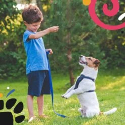 Hondentuig - Hondenharnas - Hondenriem - Anti Trek - Autogordel Hond - Zwart - Maat S -Honden Benodigdheden Verkoop 1200x1200 2053