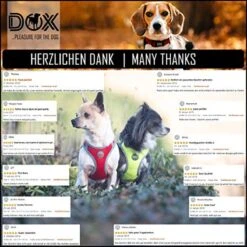 DDOXX Borstharnas Air Mesh, Step-In, Reflecterend | Vele Kleuren | Voor Kleine, Middelgrote En Middelgrote Honden | Hondenharnas Hond Kat Puppy | Kattenharnas Puppy Harnas | Zwart, M -Honden Benodigdheden Verkoop 1200x1200 2076