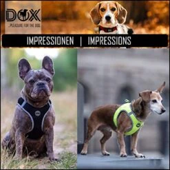 DDOXX Borstharnas Air Mesh, Step-In, Reflecterend | Vele Kleuren | Voor Kleine, Middelgrote En Middelgrote Honden | Hondenharnas Hond Kat Puppy | Kattenharnas Puppy Harnas | Zwart, M -Honden Benodigdheden Verkoop 1200x1200 2077