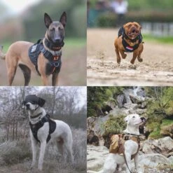 Always Prepared © Pro K9 Complete Set – Anti Trek Tuig – Honden Harnas – Y Tuig Hond – Trainings Riem – Best Getest 2022 – Halsband Hond – Middel En Grote Hond – Honden Tuigje – Harnas Hond – Veiligheidstuig – 450KG Anti Trek Test – Combi Deal -Honden Benodigdheden Verkoop 1200x1200 2082