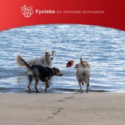 Kauwbot Stuurwiel 2.0 Extra Sterk Melk Geur Smaak En Piep Honden Speelgoed - Kauwspeelgoed Bot Hond - Dutchwide -Honden Benodigdheden Verkoop 1200x1200 2097