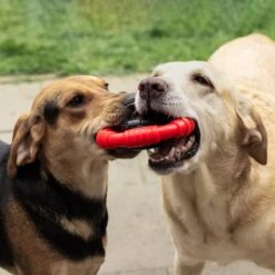 Kauwbot Stuurwiel 2.0 Extra Sterk Melk Geur Smaak En Piep Honden Speelgoed - Kauwspeelgoed Bot Hond - Dutchwide -Honden Benodigdheden Verkoop 1200x1200 2099