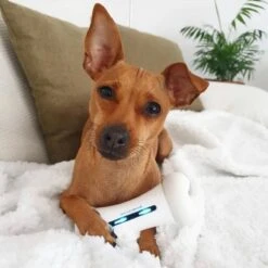 Cheerble Wickedbone|Automatisch Hondenspeeltje|Interactief En Intelligent Speelgoed Voor Honden|App & Bluetooth Bestuurbaar|USB Oplaadbaar -Honden Benodigdheden Verkoop 1200x1200 2273