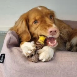 Nylabone Extreme Kauwbot Textuur Met Rund- En Kaassmaak -Honden Benodigdheden Verkoop 1200x1200 2282