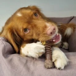 Nylabone Extreme Kauwbot Textuur Met Rund- En Kaassmaak -Honden Benodigdheden Verkoop 1200x1200 2285