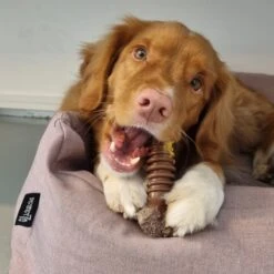 Nylabone Extreme Kauwbot Textuur Met Rund- En Kaassmaak -Honden Benodigdheden Verkoop 1200x1200 2286