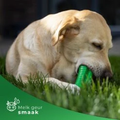 Tandenborstel Hond Melk Geur Smaak En Piep Honden Speelgoed Dog Toy - Krokodil Groen - Dutchwide -Honden Benodigdheden Verkoop 1200x1200 2302
