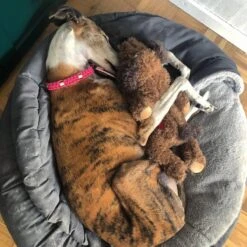 Merkloos Hondenknuffel - Puppyknuffel Met Hartslag - Knuffel Met Hartslag - Antistress Hond - Hondenspeelgoed 15 Merkloos Hondenknuffel - Puppyknuffel Met Hartslag - Knuffel Met Hartslag - Antistress Hond - Hondenspeelgoed -Honden Benodigdheden Verkoop 1200x1200 2324