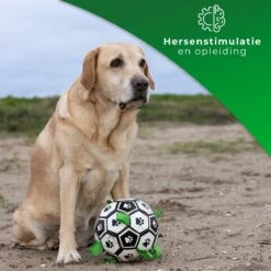 Honden Speelgoed Bal Voetbal Extra Sterk Met Handvaten Ball Hondenbal - 15 Cm - Dutchwide -Honden Benodigdheden Verkoop 1200x1200 2372