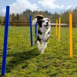 Agility Voor De Hond - 16 Delig - Agility Set - Hondentunnel - Horde - Slalom Palen - Honden Training Set - Honden Behendigheidsset - Agility Toestellen 20 Agility Voor De Hond - 16 Delig - Agility Set - Hondentunnel - Horde - Slalom Palen - Honden Training Set - Honden Behendigheidsset - Agility Toestellen -Honden Benodigdheden Verkoop 1200x1200 2398